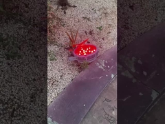 ياله من مصابيح جميلة في حديقة الملاهي